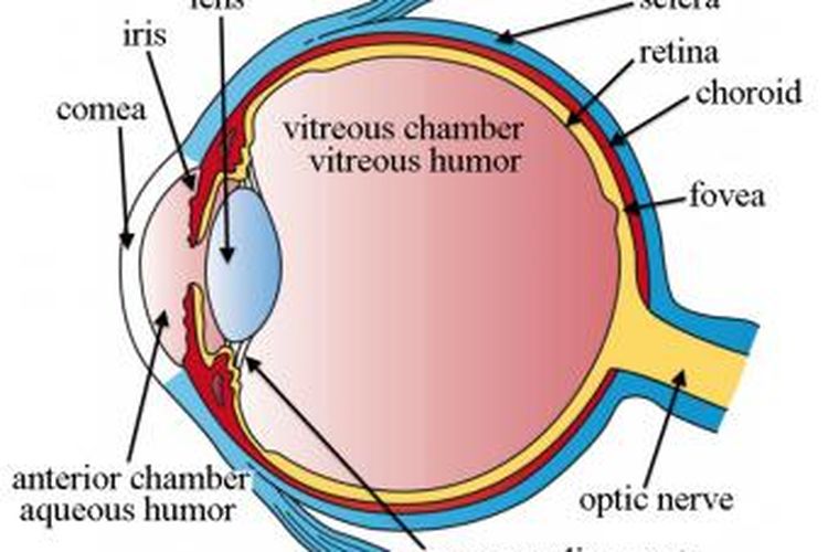 Struktur bola mata. Iris melebar dan menyempit untuk mengatur intensitas cahaya yang masuk, lalu lensa memfokuskan cahaya ke retina. Bagian retina yang berfungsi mengubah cahaya menjadi sinyal listrik ke otak inilah yang rentan rusak terkena cahaya berlebih. 