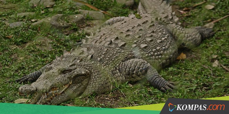 Seorang Warga Banyuasin Tewas Dimangsa Buaya