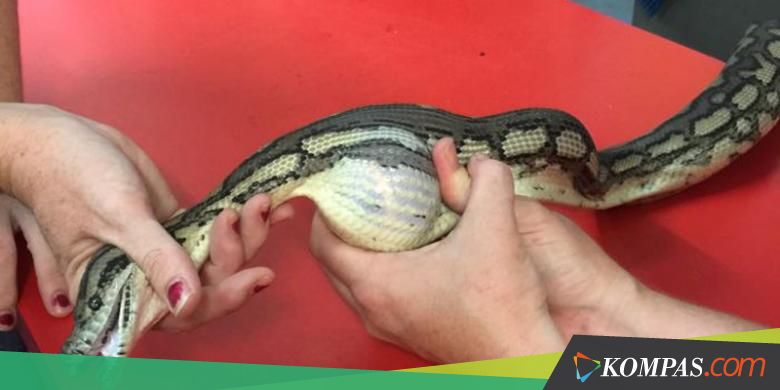 Seekor Ular Piton Diurut agar Muntahkan Bola Tenis yang Ditelannya