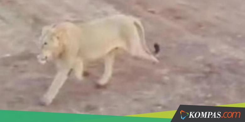 3 Singa Tertangkap Kamera Melintas di Tengah Perkampungan
