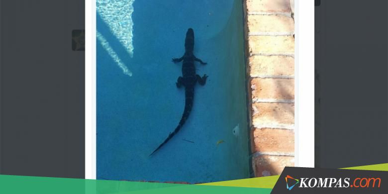 Seekor Buaya Ditemukan Berendam di Kolam Renang Milik Warga