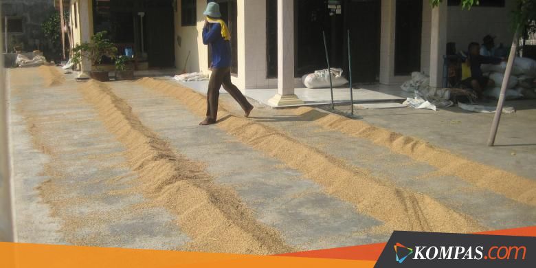 Harga Gabah Jatuh karena Hujan Berkepanjangan