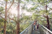 Menyusuri Hutan Pohon Raksasa yang Melegenda di Australia Barat