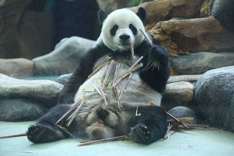 Ini Panda Cai Tao dan Hu Chun, Mana yang Paling Menggemaskan? Ini Panda Cai Tao dan Hu Chun, Mana yang Paling Menggemaskan? video viral info traveling info teknologi info seks info properti info kuliner info kesehatan foto viral berita ekonomi