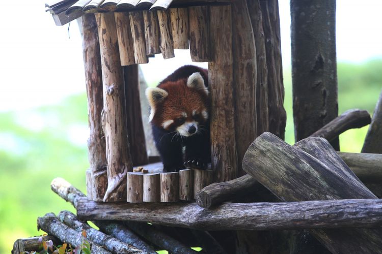 Seekor panda merah (Ailurus fulgens) asal China diperlihatkan di Istana Panda Indonesia, Taman Safari Indonesia Bogor, Jawa Barat, Rabu (1/11/2017). Binatang langka berbulu merah ini daerah persebarannya berada di Asia Tengah dan juga ditemukan di hutan pegunungan himalaya, Bhutan, India, Laos, Myanmar, dan Nepal.(KOMPAS.com / ANDREAS LUKAS ALTOBELI)