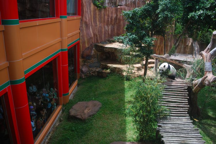 Giant Panda, Taman Safari Indonesia. Image: Kompas.com / Ramdhan Triyadi Bempah