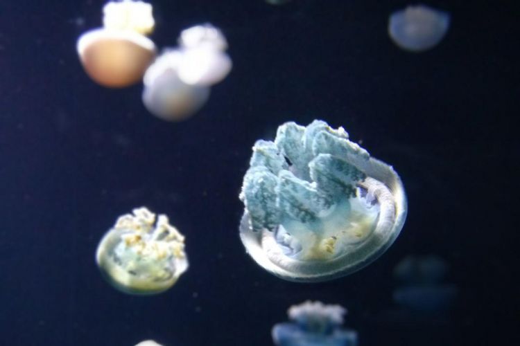Sea jellies di S.E.A. Aquarium, Singapura(KOMPAS.com/NIBRAS NADA NAILUFAR)
