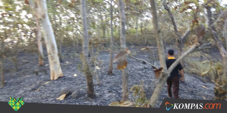 Kebakaran 3,5 Hutan Poko Diduga Karena Puntung Rokok