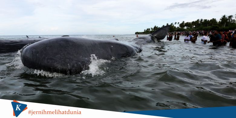 Kasus Muntahan Paus di Bengkulu, Apa dan Mengapa Perlu Dikhawatirkan?