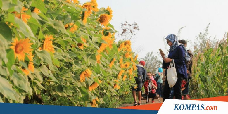 Viral Bunga Matahari Bermekaran di Bantul, Peminat Selfie Berdatangan
