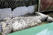 Pernah Ikut Syuting Sinetron, Buaya Milik Warga Bogor Ini Mudah 'Baper'