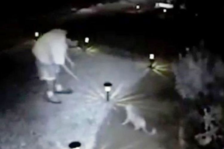 Foto yang diambil dari rekaman CCTV ini memperlihatkan Robert Roy Farmer tengah mendekati seekor kucing yang menjadi korbannya.