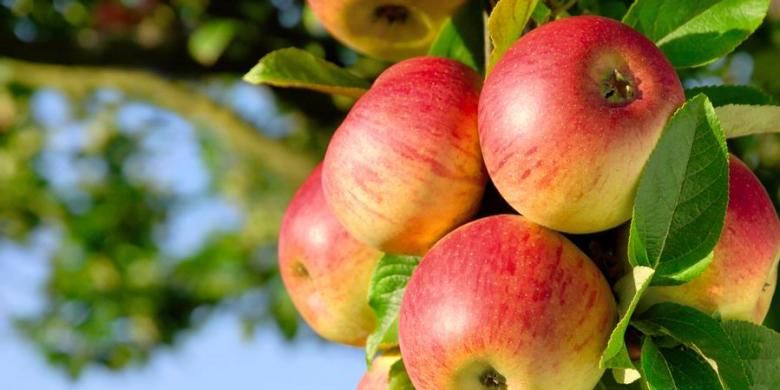Ilustrasi buah apel