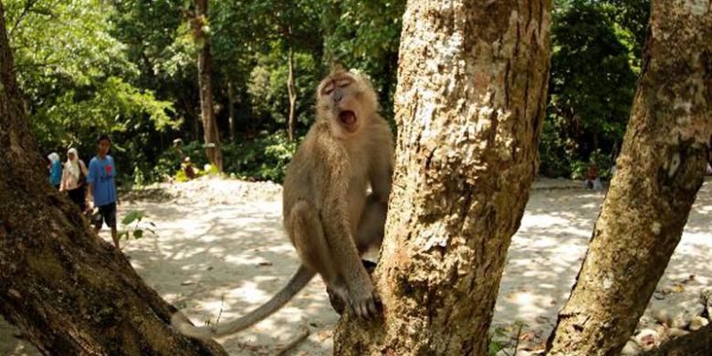 Monyet Ekor Panjang (Macaca fascicularis) terlihat di area Cagar Alam Pangandaran, Jawa Barat, Minggu (5/5/2013).