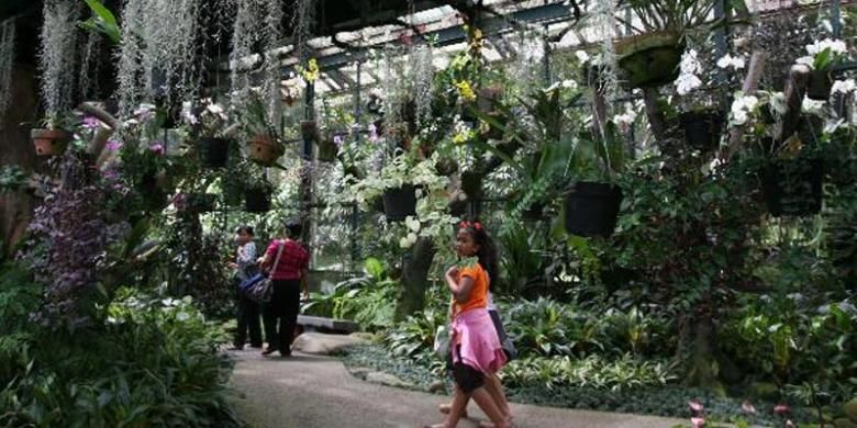 Pengunjung melihat tanaman anggrek di dalam rumah kaca Griya Anggrek di kompleks Kebun Raya Bogor, Jumat (12/7/2013). Di tempat tersebut terdapat ratusan anggrek spesies asli Indonesia yang dapat dijadikan sarana belajar mengenal keanekaragaman hayati nusantara.