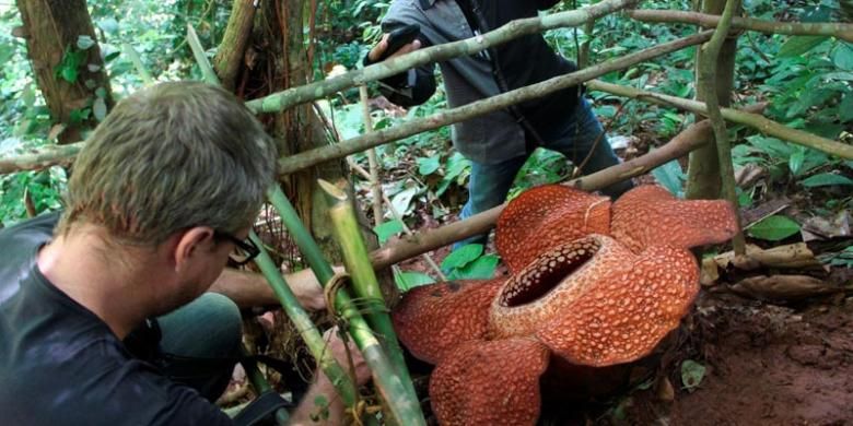 Bunga Rafflesia arnoldii mekar di hutan Cagar Alam Taba Penanjung, Kabupaten Bengkulu Tengah, Bengkulu, Rabu (15/5/2013). Setiap kali ada bunga raflesia mekar di hutan yang dibelah Jalan Raya Bengkulu-Kepahiang itu selalu menarik perhatian wisatawan dan warga.  