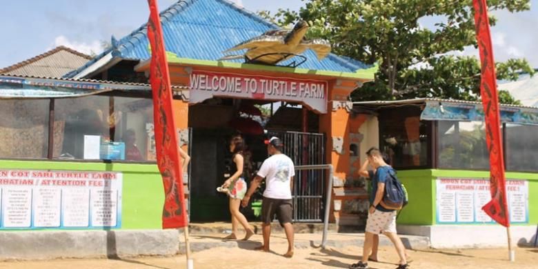 Obyek wisata Pelestarian Penyu di Pulau Penyu, Tanjung Benoa, Bali.(EKA JUNI ARTAWAN)