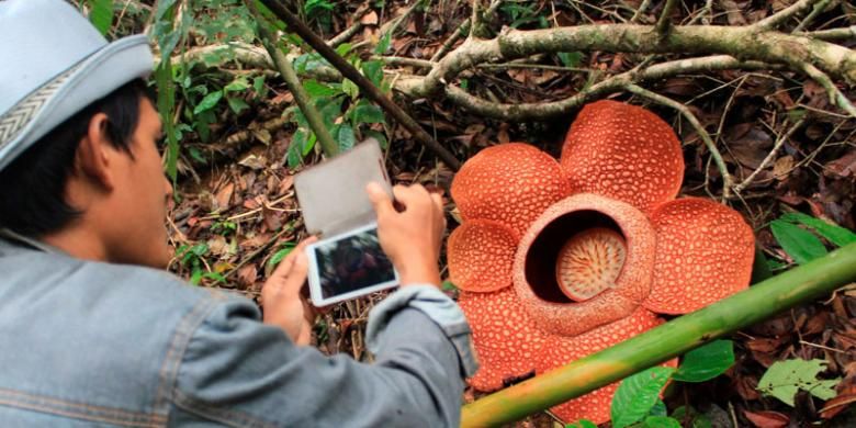 Bunga Rafflesia arnoldii mekar di Hutan Lindung Bukit Daun Register 5, Kabupaten Kepahiang, Bengkulu, Minggu (9/3/2014). Tidak seperti umumnya raflesia dengan lima kelopak, raflesia ini berkelopak enam. Diperlukan komitmen kuat banyak pihak untuk menjaga habitat asli bunga terbesar di dunia ini.
