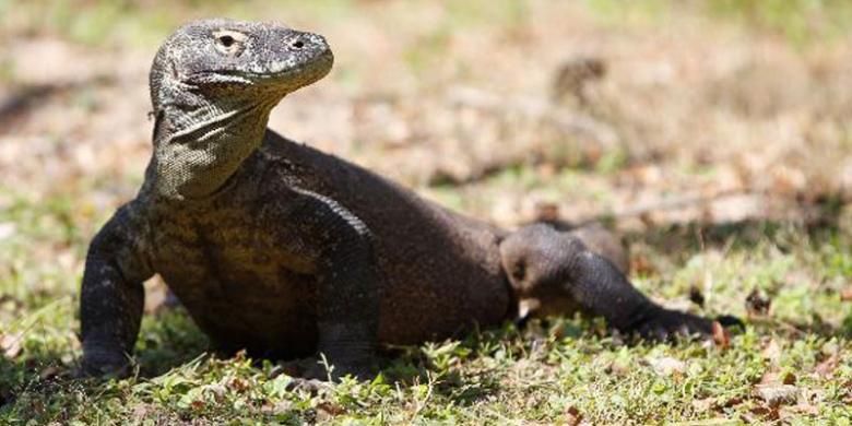 Satwa endemik Komodo (Varanus komodoensis) di Pulau Rinca, Kecamatan Komodo, Manggarai Barat, Nusa Tenggara Timur, Senin (4/6/2012). KOMPAS IMAGES/RODERICK ADRIAN MOZES(KOMPAS IMAGES/RODERICK ADRIAN MOZES)