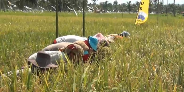 Ilustrasi: Petani tengah memeriksa tanaman padi mereka yang siap dipanen.