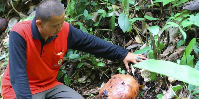 Warga melihat tunas bunga padma atau yang biasa dikenal dengan sebutan Rafflesia arnoldii di Pal 50 Taman Nasional Bukit Barisan Selatan, Lampung, Minggu (31/1/2016). Bunga padma merupakan salah satu flora Nusantara yang menjadi identitas Indonesia.