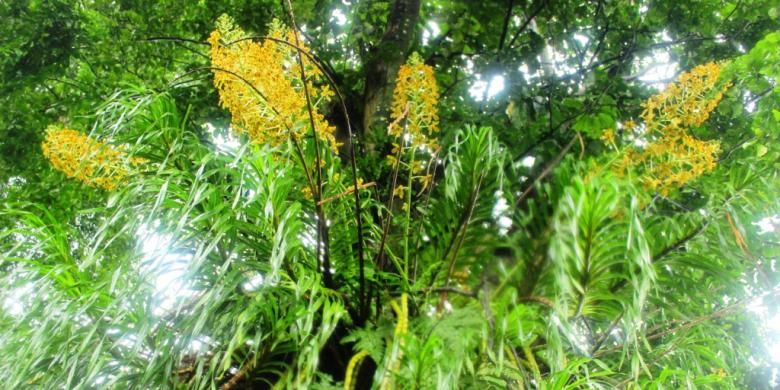 Pelesir ke Kebun Raya Bogor, Lihat Tanaman-tanaman Serba Raksasa Ini Pelesir ke Kebun Raya Bogor, Lihat Tanaman-tanaman Serba Raksasa Ini video viral info traveling info teknologi info seks info properti info kuliner info kesehatan foto viral berita ekonomi