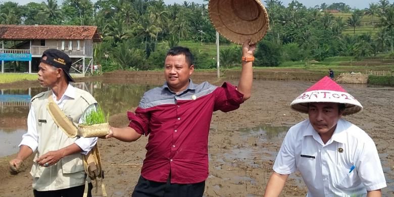 Bupati Tasikmalaya Uu Ruzhanul Ulum menanam padi organik di pesawahan Kecamatan Cisayong, Kabupaten Tasikmalaya, Jumat (8/4/2016).