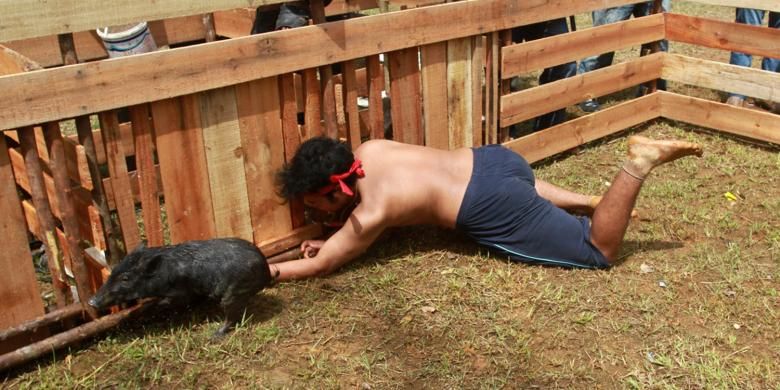 Peserta terlihat berusaha menangkap babi yang dilumuri oli dalam rangkaian Lomba Tangkap Babi yang digelar dalam perhelatan Pekan Gawai Dayak XXXI di Pontianak, Kalimantan Barat, Kamis (26/5/2016).