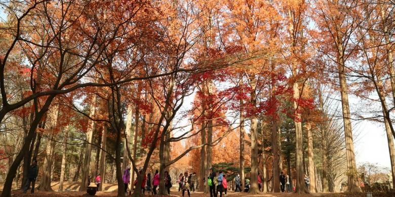 Nami Island, Korea Selatan adalah pulau wisata yang berjarak dua jam dari Seoul.