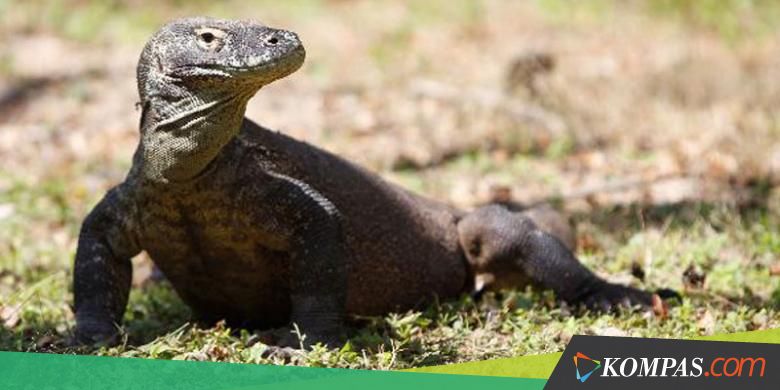 Mitos Terbesar tentang Gigitan Mematikan Komodo, Jangan Lagi Dipercaya