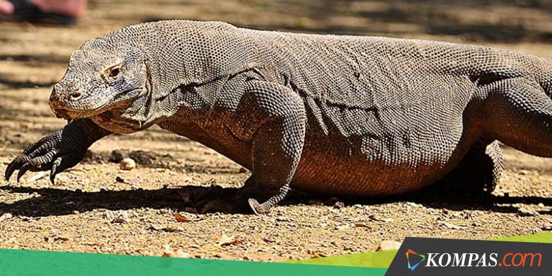 8 Fakta Mengejutkan Seputar Komodo