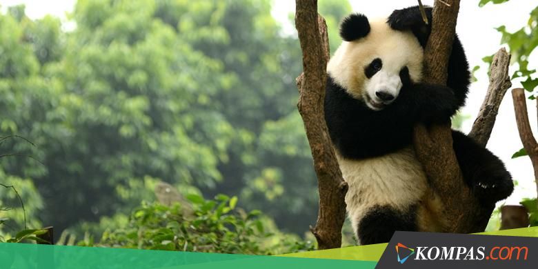 Rahasia Bulu Hitam Putih Panda Terungkap, Ternyata Tak Cuma Kebetulan