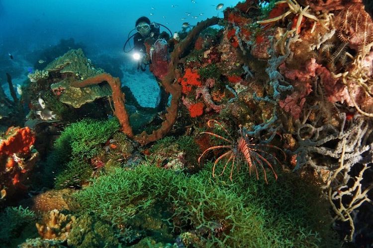 Rayakan Sumpah Pemuda, 8 Penyelam Mapala UI Jelajahi Teluk Tomini Rayakan Sumpah Pemuda, 8 Penyelam Mapala UI Jelajahi Teluk Tomini video viral info traveling info teknologi info seks info properti info kuliner info kesehatan foto viral berita ekonomi
