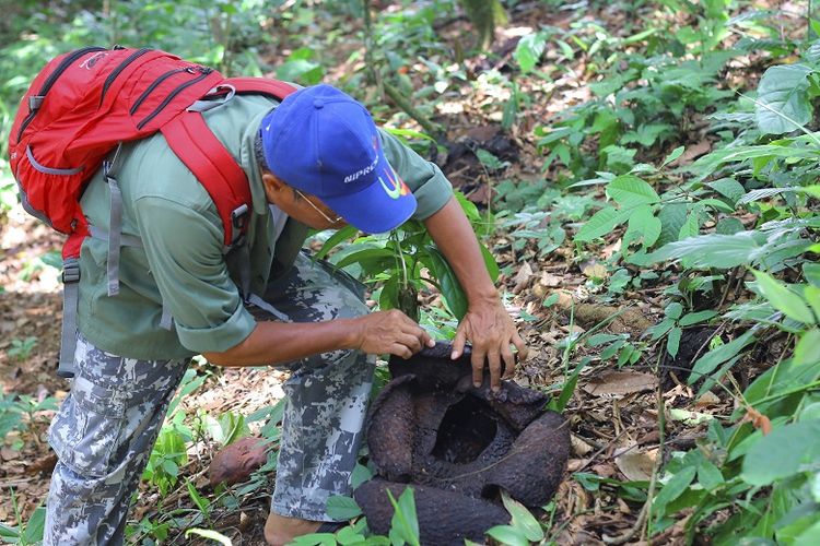 Kepala Bidang Teknis dan Konservasi Taman Nasional Bukit Barisan Selatan Muniful Hamid memeriksa kondisi bunga padma atau yang dikenal dengan sebutan Rafflesia arnoldii, Minggu (31/1).

 *** Local Caption *** Kepala Bidang Teknis dan Konservasi Taman Nasional Bukit Barisan Selatan Muniful Hamid memeriksa kondisi bunga padma atau yang biasa dikenal dengan sebutan raflesia arnoldi di Pal 50 Taman Nasional Bukit Barisan Selatan, Minggu (31/1). Bunga padma merupakan salah satu flora nusantara yang menjadi identitas Indonesia.