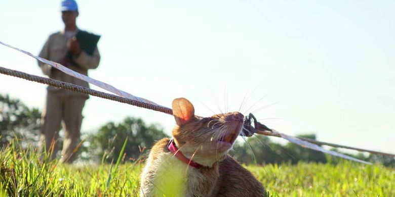 Tikus Gambia di pusat pelatihan mines di Kamboja.
