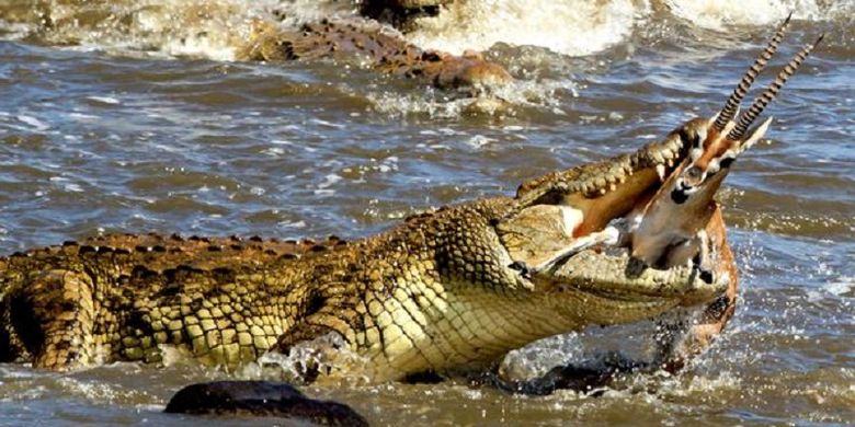Rusa dilahap buaya raksasa di sebuah sungai di Kenya(Caters News Agency)