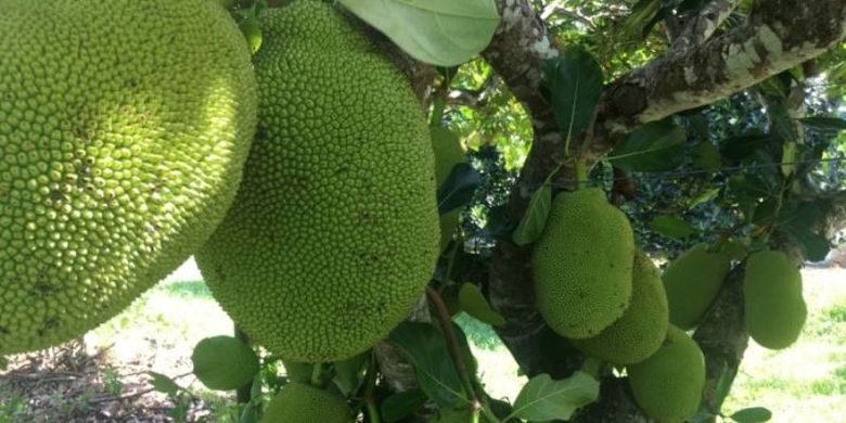 Pohon nangka ini menggunakan sistem budidaya yang membuat pohonnya membentuk seperti huruf V. (Australia Plus/Charlie McKillop) (Charlie McKillop)