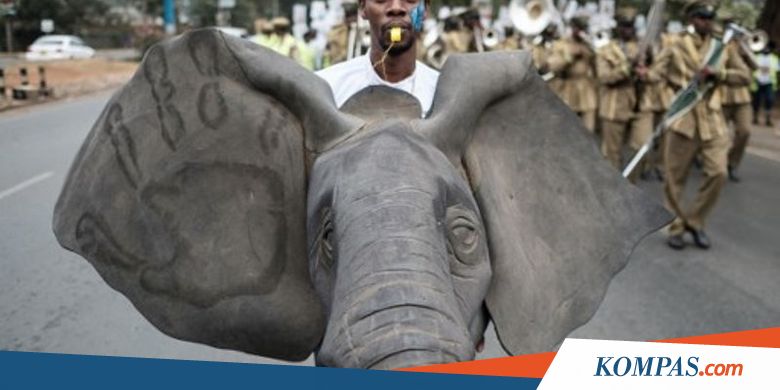 Trump Cabut Larangan Impor Kepala Gajah dari Afrika