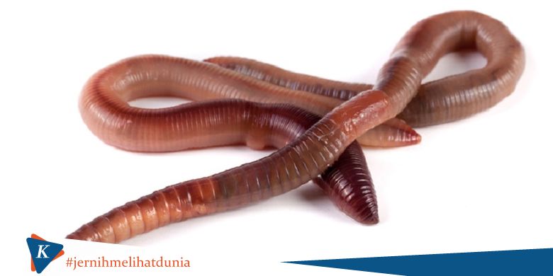 Temuan Terbaru, Cacing Tanah Bisa Hidup di Tanah Mars