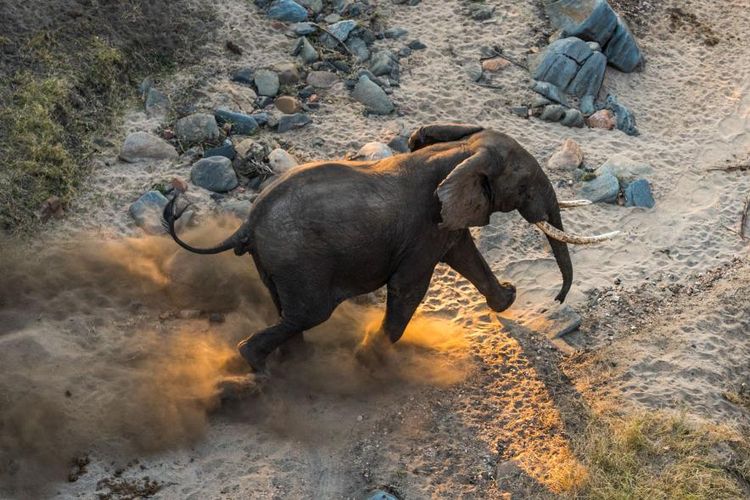 Lakukan Memindahkan 500 Gajah Kompas Seekor Jantan Berlari Sekitar Sungai