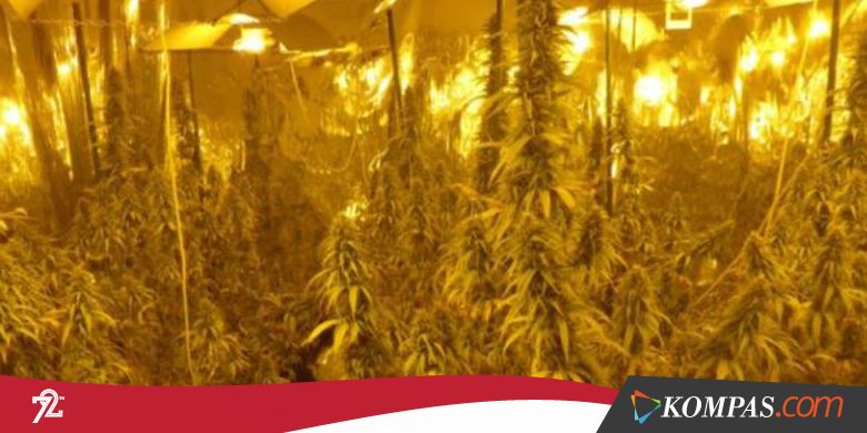 Polisi Temukan Kebun Ganja Hidroponik Senilai Rp 5,2 Miliar