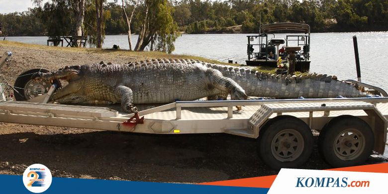 Buaya Raksasa Mati Ditembak di Kepala, Polisi Buru Pembunuhnya