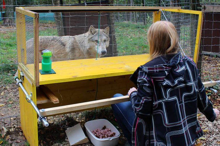 Pengujian yang dilakukan oleh para peneliti dari Wolf Science Center di University of Veterinary Medicine, Wina.(Michelle Lampe/Wolf Science Center)