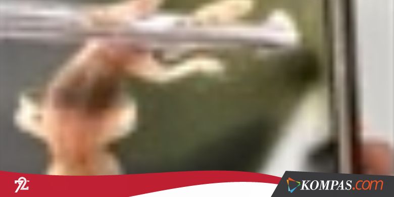 Berita Terpopuler, Cicak di Kuping hingga Tabrakan Kapal Perang AS