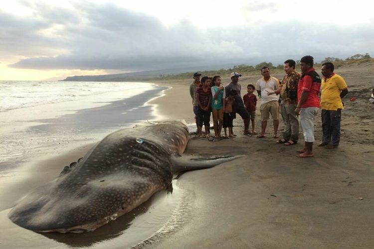 Hiu Paus yang terdampar di Pantai Nangalili, Desa Bentengdewa, Kecamatan Lembor, Kabupaten Manggarai Barat, Nusa Tenggara Timur (NTT)(Dokumentasi BKKPN Kupang