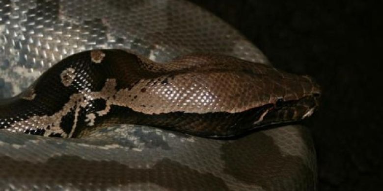 Phyton curtus