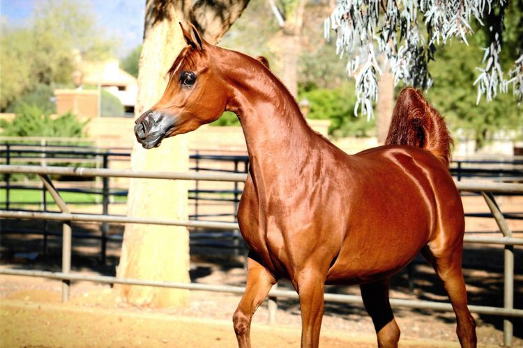 Salah satu kuda hasil pengembangbiakan di Orrion Farms, Washington, Amerika Serikat. 