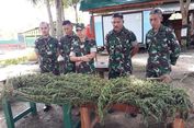 Satgas Pamtas Temukan Dua Ladang Ganja di Papua