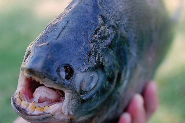 Pacu adalah ikan berasal dari Amerika Selatan yang masih satu spesies dengan piranha. Berbeda dengan kerabatnya, dia adalah vegetarian 