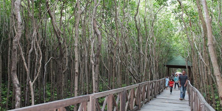 Wisata Hutan Bakau Tongke-tongke, Kecamatan Sinjai Timur, Kabupaten Sinjai, Sulawesi Selatan.